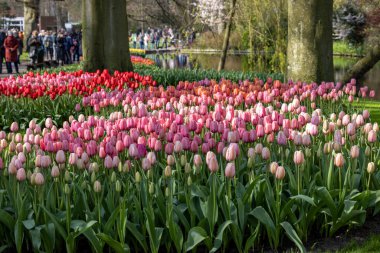 Keukenhof, Lisse Hollanda - 18 Nisan 2023: Hollanda, Lisse 'deki Keukenhof Garden' ı ziyaret edenler.