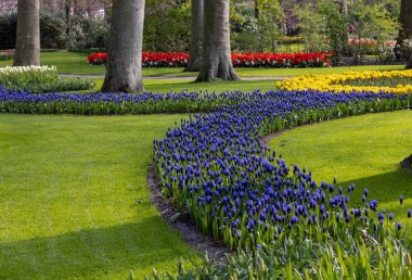 Lisse, Hollanda, Hollanda Keukenhof bahçesinde renkli çiçekler.