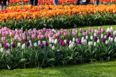 Hollanda, Lisse 'deki Keukenhof Bahçesinde renkli laleler.