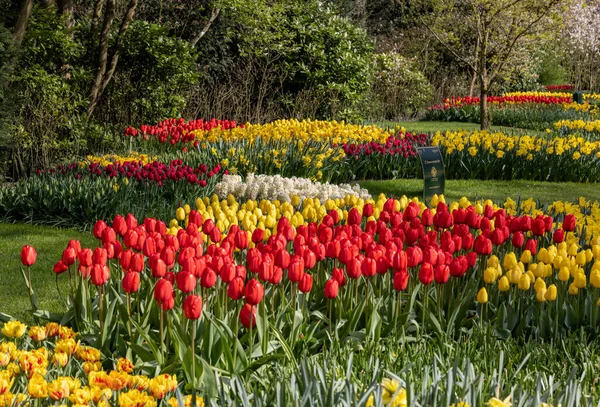 Кекенфелд Нидерланды Апреля 2023 Года Красочные Цветы Саду Кекенфельда Лиссе — стоковое фото