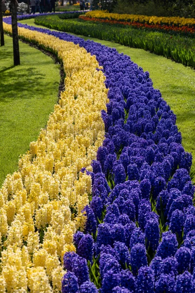 Tulipas Amarelas Jacintos Azuis Florescendo Jardim Keukenhof Lisse Países Baixos — Fotografia de Stock