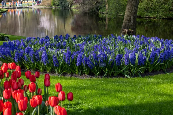 Les Jacinthes Bleues Fleurissent Dans Jardin Keukenhof Lisse Hollande Pays — Photo