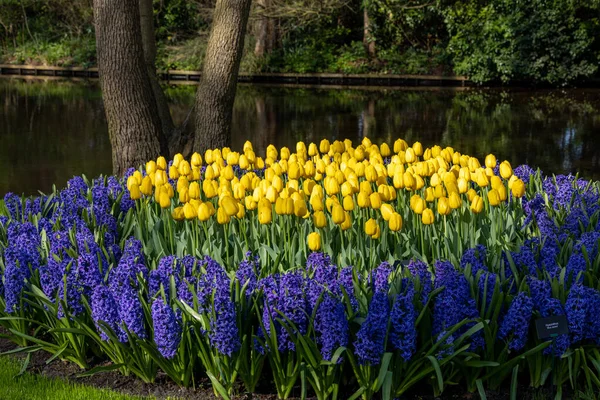 Желтые Тюльпаны Голубые Гиацинты Расцветают Саду Кекени Голландском Городе Лиссе — стоковое фото