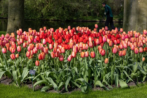 Красные Тюльпаны Саду Keukenhof Лиссе Голландия Нидерланды — стоковое фото