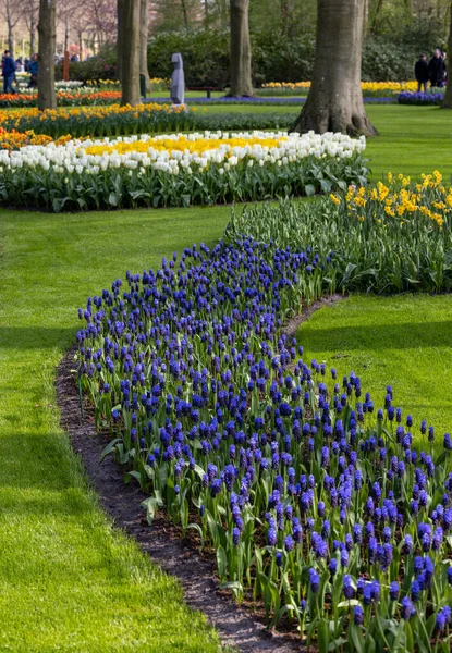 Lisse Hollanda Hollanda Keukenhof Bahçesinde Renkli Çiçekler — Stok fotoğraf