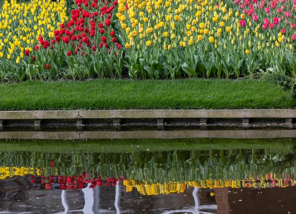 Цветные Тюльпаны Саду Keukenhof Лиссе Голландия Нидерланды — стоковое фото