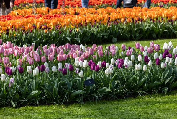 Цветные Тюльпаны Саду Keukenhof Лиссе Голландия Нидерланды — стоковое фото