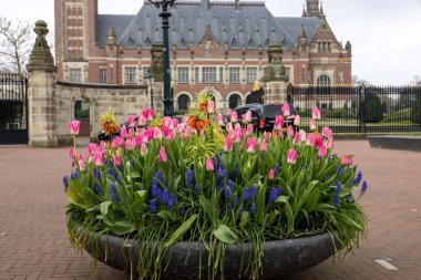 Lahey, Hollanda - 17 Nisan 2023: Uluslararası Adalet Divanı 'na ev sahipliği yapan Lahey' deki Barış Sarayı önünde renkli laleler ve muscari çiçekli yatak