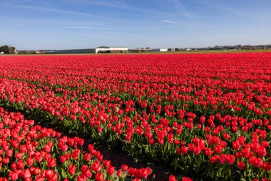 Hollanda 'da Lisse yakınlarında çiçek açan laleler