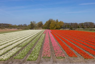 Hollanda 'da Lisse yakınlarında çiçek açan laleler