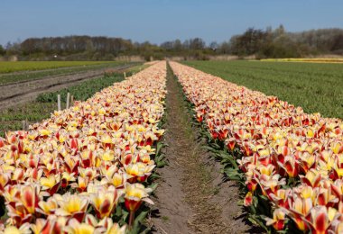Hollanda 'da Lisse yakınlarında çiçek açan laleler