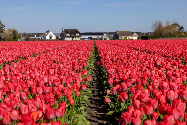 Hollanda Lisse Yakınlarında Çiçek Açan Laleler — Stok fotoğraf
