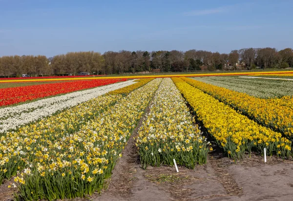 Pola Kwitnących Tulipanów Żonkili Pobliżu Lisse Holandii — Zdjęcie stockowe