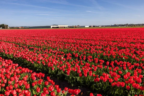 Hollanda Lisse Yakınlarında Çiçek Açan Laleler — Stok fotoğraf