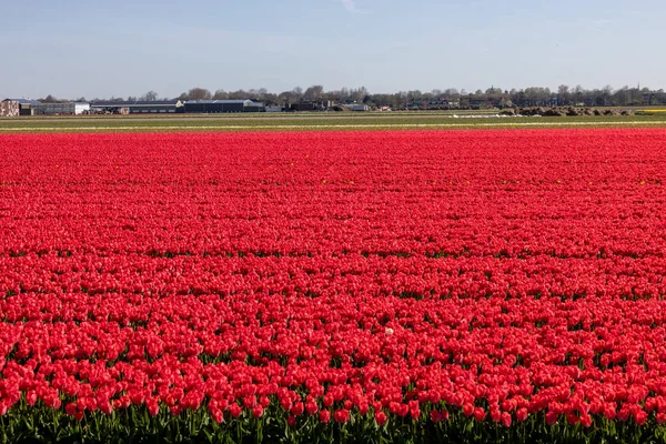 Hollanda 'da Lisse yakınlarında çiçek açan laleler