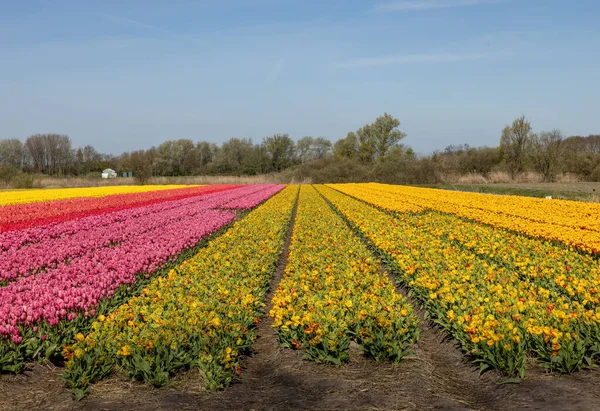 Поля Цветущих Тюльпанов Возле Лиссе Нидерландах — стоковое фото