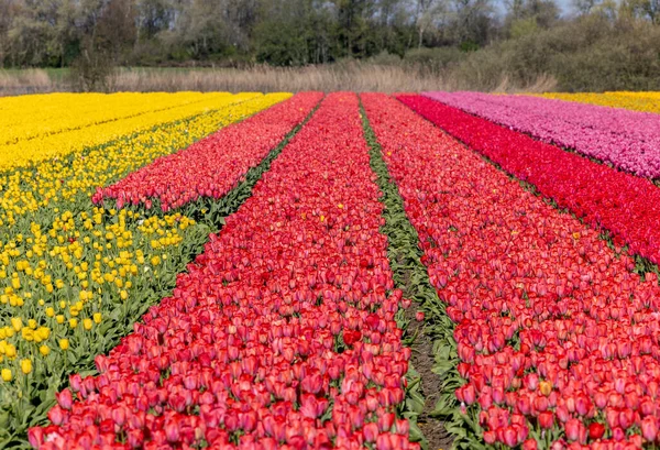 Pole Kvetoucích Tulipánů Poblíž Lisse Nizozemsku — Stock fotografie