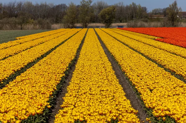 Поля Цветущих Тюльпанов Возле Лиссе Нидерландах — стоковое фото
