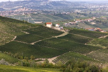 Barolo ve La Morra yakınlarındaki Langhe üzüm bağları, Unesco Sitesi, Piedmont, İtalya