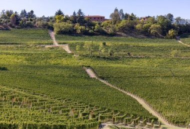 Langhe vineyards near Barolo Unesco Site, Piedmont, Italy