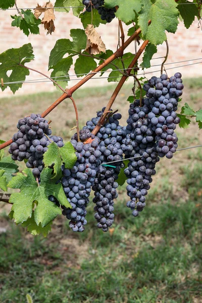 Beautiful Bunch Black Nebbiolo Grapes Green Leaves Vineyards Barolo Piemonte — Stock Photo, Image