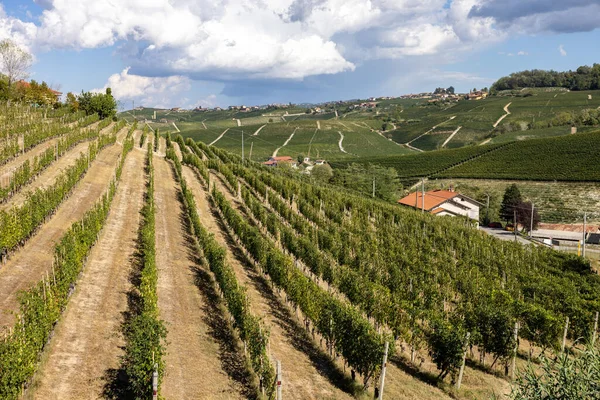 Barolo Unesco Sitesi Yakınlarındaki Langhe Üzüm Bağları Piedmont Talya — Stok fotoğraf