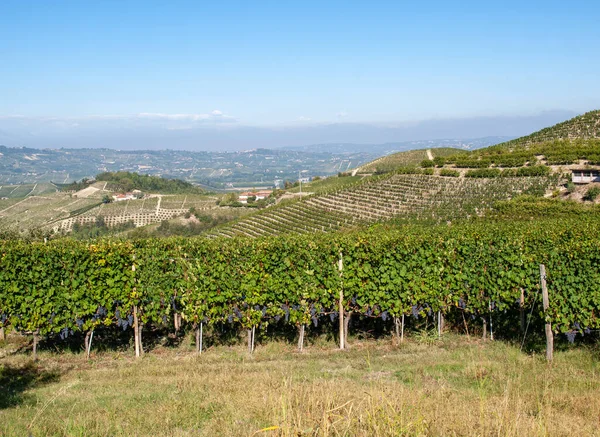 Barolo Unesco Sitesi Yakınlarındaki Langhe Üzüm Bağları Piedmont Talya — Stok fotoğraf