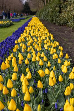 Keukenhof, Lisse Hollanda - 18 Nisan 2023: Hollanda, Lisse 'deki Keukenhof Garden' ı ziyaret edenler.