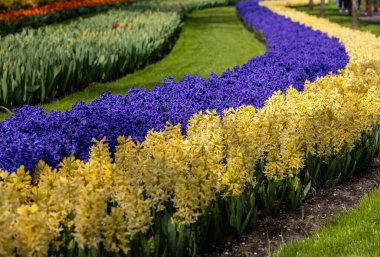 Lisse, Hollanda, Hollanda Keukenhof bahçesinde renkli çiçekler.