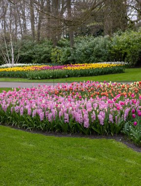 Lisse, Hollanda, Hollanda Keukenhof bahçesinde renkli çiçekler.