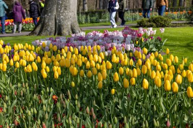 Hollanda, Lisse 'deki Keukenhof Bahçesinde renkli laleler.