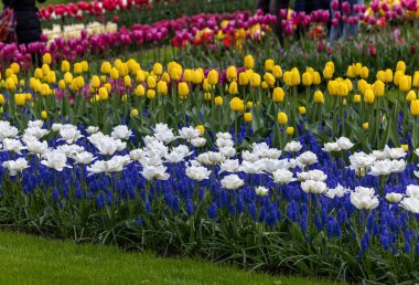 Lisse, Hollanda, Hollanda Keukenhof bahçesinde renkli çiçekler.