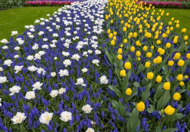 Hollanda, Lisse 'deki Keukenhof Bahçesinde açan laleler ve mavi muscari..