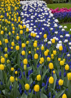 Hollanda, Lisse 'deki Keukenhof Bahçesinde açan laleler ve mavi muscari..