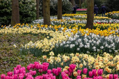 Keukenhof, Lisse Hollanda - 18 Nisan 2023: Hollanda, Lisse 'deki Keukenhof Bahçesi' nde renkli çiçekler.