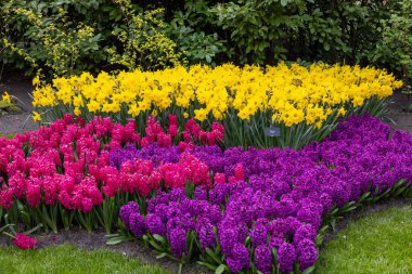 Keukenhof, Lisse Hollanda - 18 Nisan 2023: Hollanda, Lisse 'deki Keukenhof Bahçesi' nde renkli çiçekler.