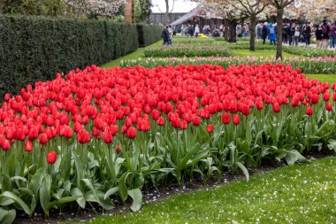 Keukenhof, Lisse Hollanda - 18 Nisan 2023: Hollanda, Lisse 'deki Keukenhof Bahçesi' nde renkli çiçekler.