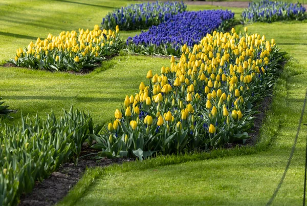 Des Tulipes Jaunes Des Jacinthes Bleues Fleurissent Dans Jardin Keukenhof — Photo
