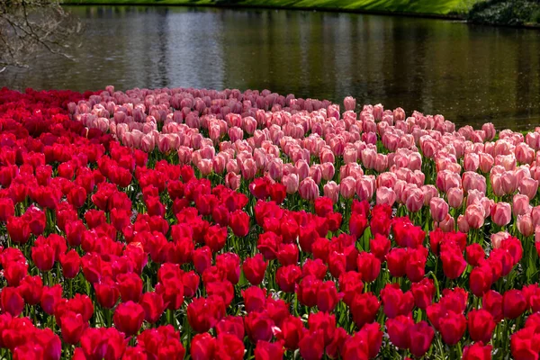 Красные Розовые Тюльпаны Саду Кеукене Голландском Городе Лиссе — стоковое фото