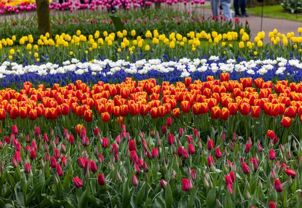 Bunte Blumen Keukenhof Garten Lisse Holland Niederland — Stockfoto