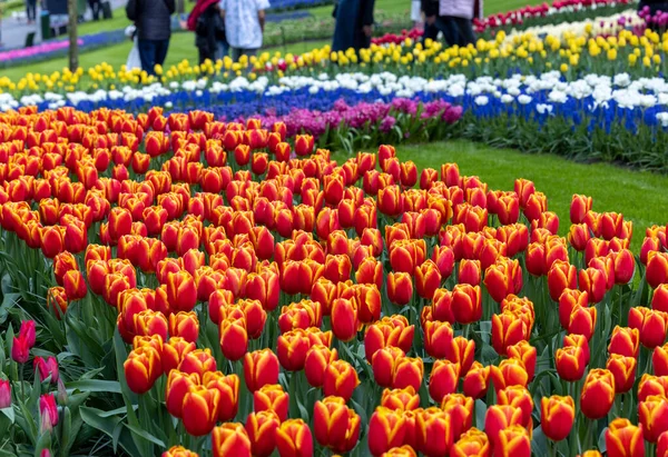 五颜六色的花朵在园地 荷兰库肯霍夫花园 — 图库照片