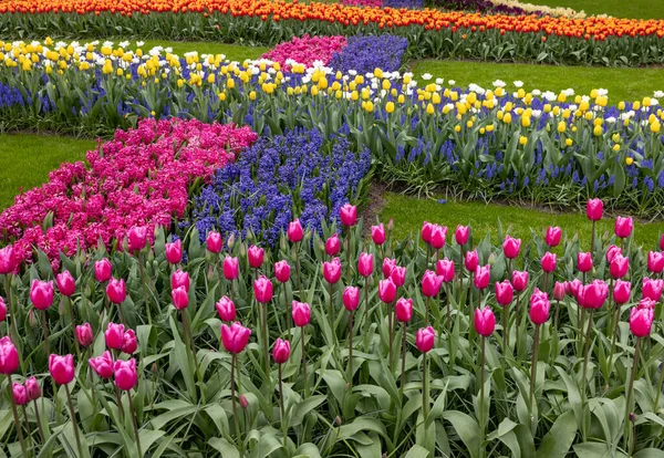 Bunte Blumen Keukenhof Garten Lisse Holland Niederland — Stockfoto