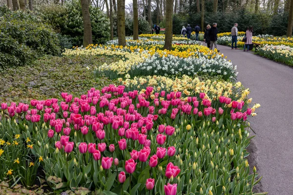 Keukenhof Lisse Holanda Abril 2023 Flores Coloridas Keukenhof Garden Lisse — Fotografia de Stock