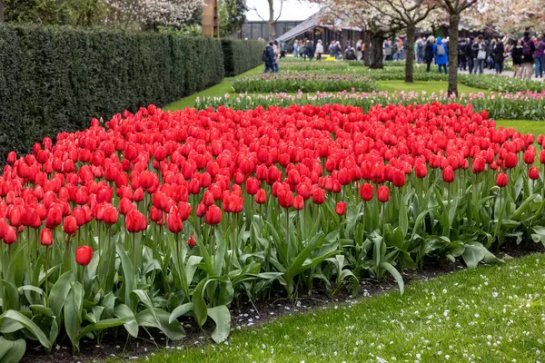 Keukenhof Lisse Holanda Abril 2023 Flores Coloridas Keukenhof Garden Lisse — Fotografia de Stock