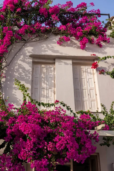 Bougainvillea Roja Trepando Pared Casa Rethymnon Creta Grecia — Foto de Stock