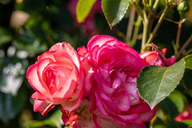 kırmızı gül dalı Bahçe