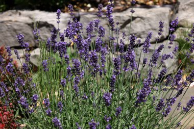  the blooming lavender flowers in garden