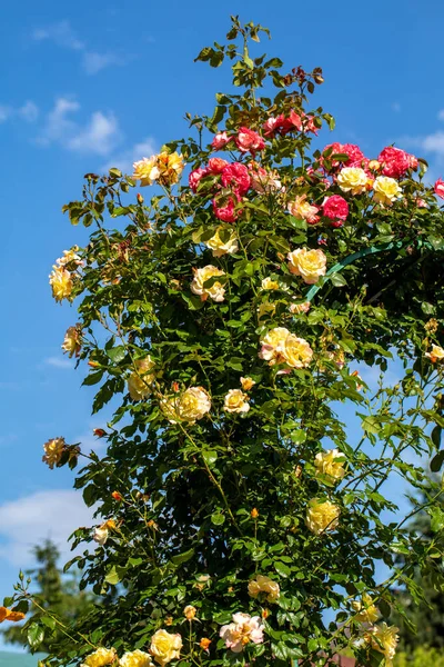 Rote Und Gelbe Rosen Zweig Garten — Stockfoto