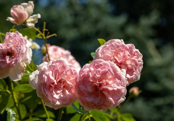 Rose Rosse Sul Ramo Nel Giardino — Foto Stock