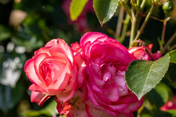 Roses Rouges Sur Branche Dans Jardin — Photo